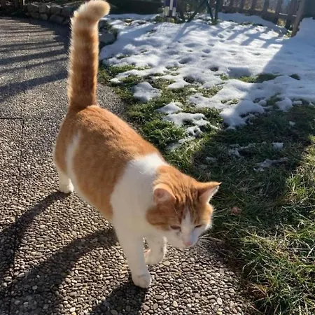 Felsli By Interhome Hébergement de vacances *