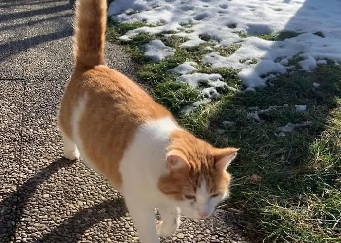 Felsli By Interhome Casa de Férias *